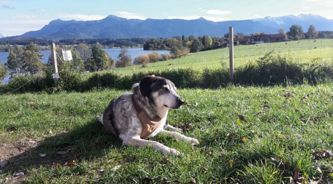 Staffelsee und Riegsee