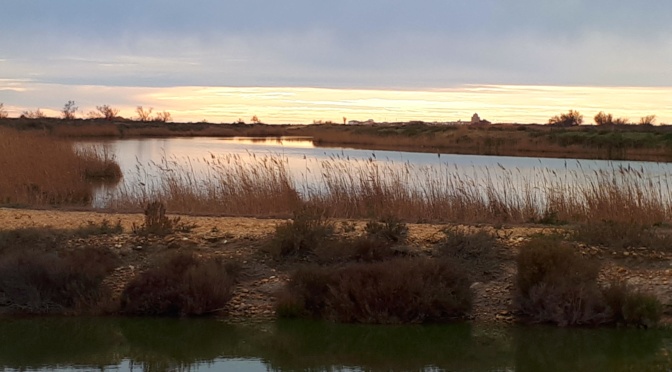 Camargue