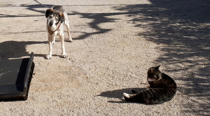 Hunde- und Katzentage