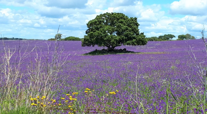 Unterwegs im Alentejo