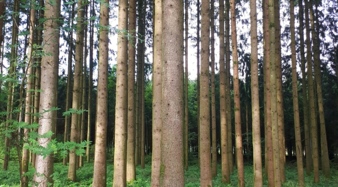 In den Ardennen